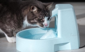 أفضل نوافير مياه القطط 13